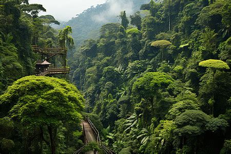 神秘的热带雨林高清图片下载-正版图片600662849-摄图网