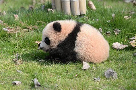 超萌！“2017级”大熊猫宝宝 首次集体亮相_新闻中心_中国网