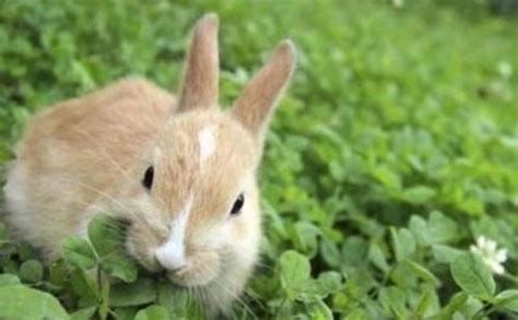 请问兔子真的不吃窝边草吗？兔子不吃窝边草的来历「知识普及」 - 综合百科 - 绿润百科