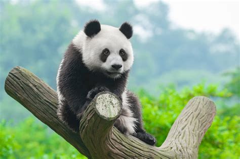 爬树大熊猫素材-高清图片-摄影照片-寻图免费打包下载