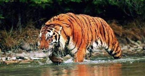 土耳其老虎单杀狮子，就能说明老虎比狮子厉害？真相没有那么简单|土耳其|雄狮|鬃毛_新浪新闻