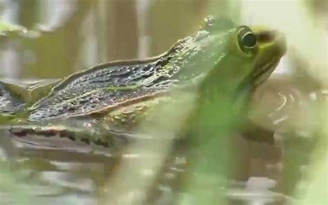 科学网—科研也要有先“吃掉那只青蛙”的勇气 - 罗汉江的博文