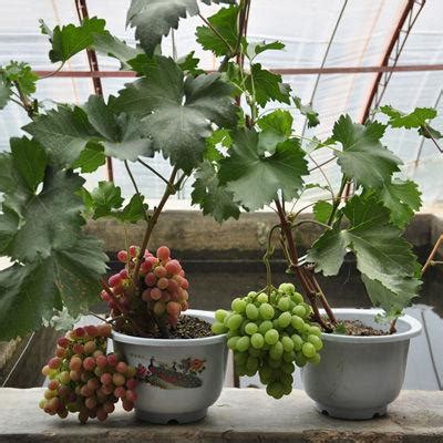 最适合懒人的果树生长快容易成活 如果你有很多水果你需要把它放在篮子里 – 彬荣农业-种植业网