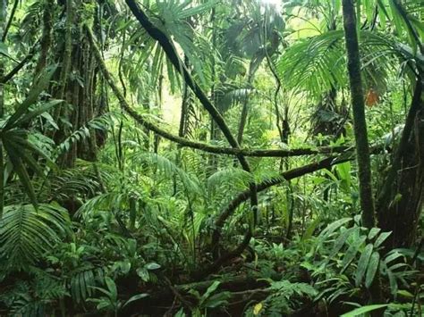亚马逊热带雨林- 知名百科