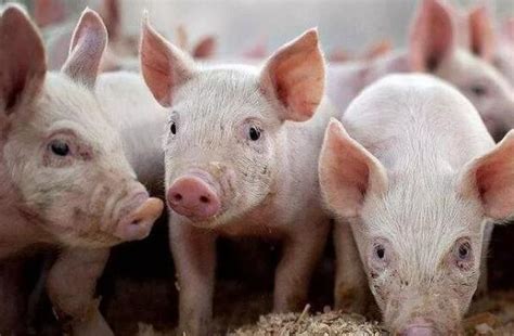 猪应激分为哪几种_猪应激怎样才能避免_猪病治疗_畜牧专家网
