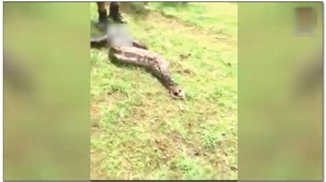 实拍5米长巨蟒吞食一只鹿，三秒钟搞定，让人震撼！_凤凰网视频_凤凰网