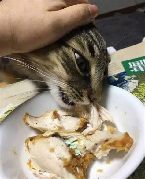 揭秘猫最爱吃的10种食物，一文盘点猫咪爱吃的食物_论坛广告专区_太平洋汽车论坛