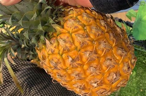 中山首批提纯复壮“神湾菠萝”上市！