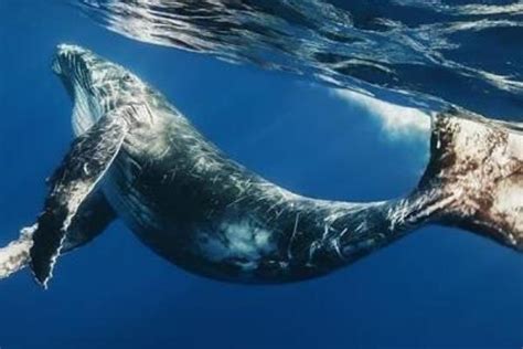 日本心喜：温柔的海洋巨人，蓝鲸群在南乔治亚岛附近重现|蓝鲸|日本_新浪新闻