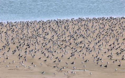 深圳湾静待全球10万只候鸟前来做客，它们为何钟情于这处栖息家园？_读特新闻客户端