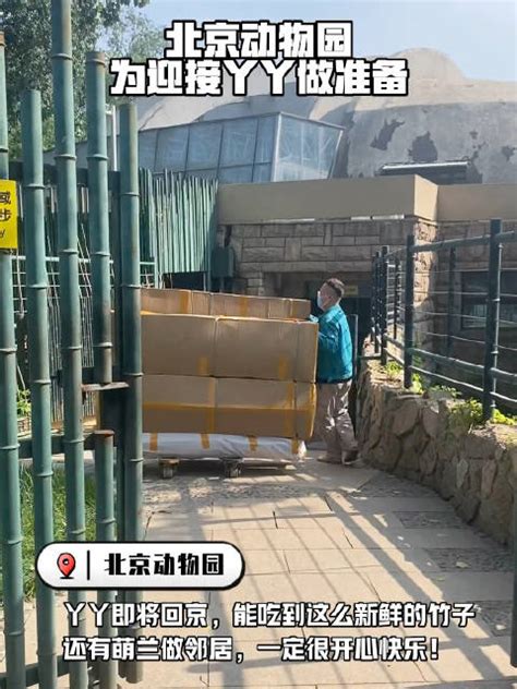 北京动物园为迎接丫丫做准备～ 真替丫丫高兴……_新浪新闻