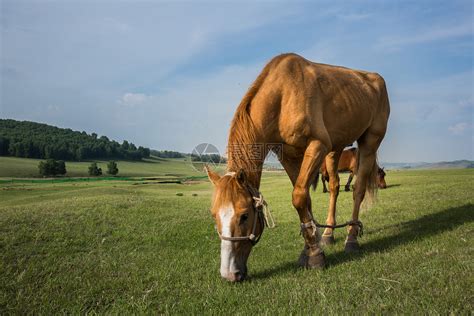 动物,马,自然-千叶网
