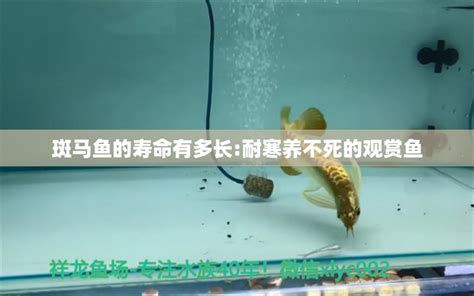 斑马鱼的寿命有多长:耐寒养不死的观赏鱼 - 龙鱼批发 - 龙鱼批发|祥龙鱼场(广州观赏鱼批发市场)