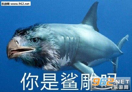 鲨掉表情图片