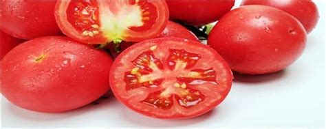 西红柿什么时候种好怎么种 西红柿营养价值_知秀网