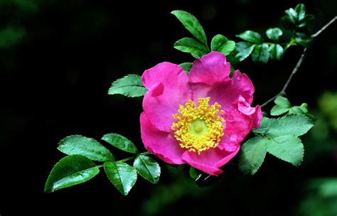 刺梨花图片