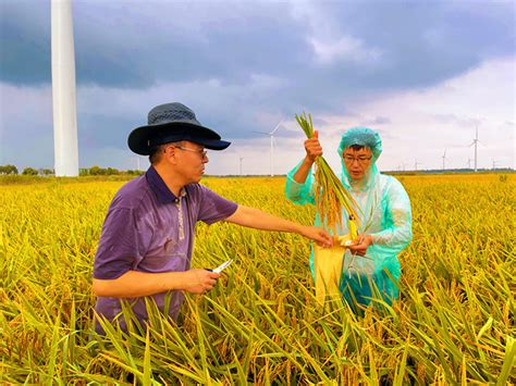 袁隆平团队海水稻开始产业化推广 亩产稳定超过400公斤_凤凰网