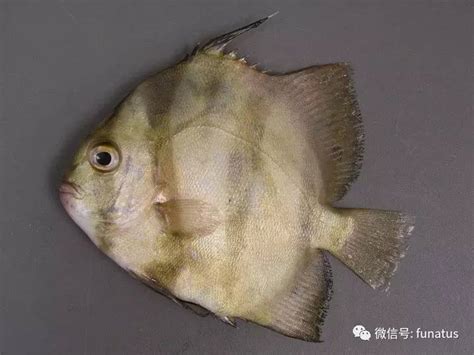 扁鱼图片