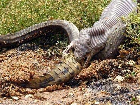 蟒蛇和它的食物 - 蟒蛇科普