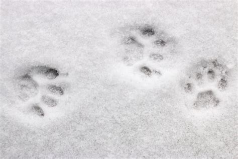 雪地里动物的脚印图片素材 雪地里动物的脚印设计素材 雪地里动物的脚印摄影作品 雪地里动物的脚印源文件下载 雪地里动物的脚印图片素材下载 雪地里 ...