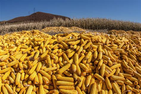维护粮食安全应优先发展玉米生产 - 猪好多网