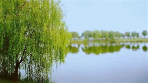 旱柳Salix matsudana Koidz-淄博师范高等专科学校动植物图志