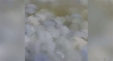 水母成精？乌克兰巨大水母群覆盖海面是怎么了，哪来的这么多水母？- 今日头条_赢家财富网