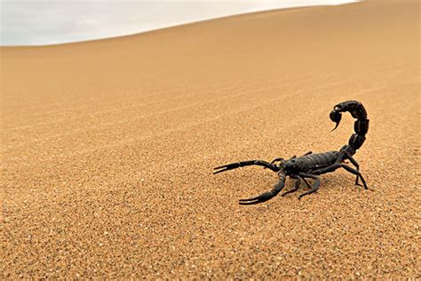 最厉害的蝎子图片,霸气蝎子图片,大蝎子图片_大山谷图库