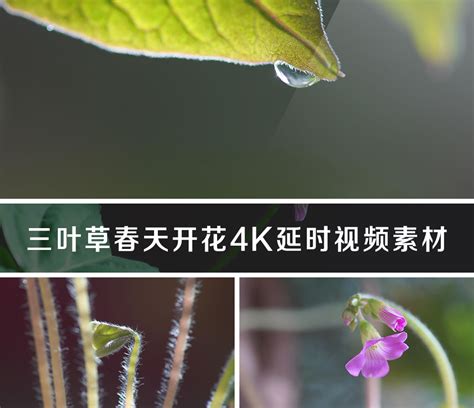 三叶草春天开花4K延时视频素材光照希望成长春季花卉花朵植物生长