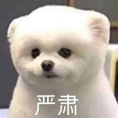 严肃表情包图片