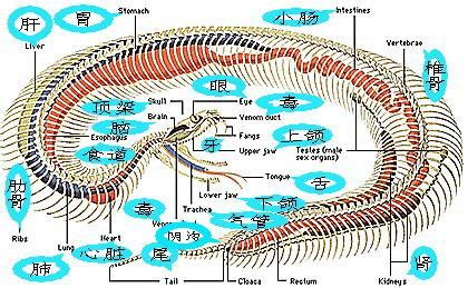 蛇的身体构造是如何的？各器官在体内的位置如何？