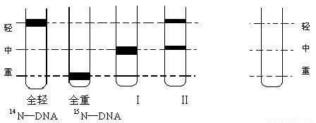 在氮源为14N和15N的培养基上生长的大肠杆菌.其DNA分子分别为14N-DNA和15N-DNA.将亲代大肠杆菌转移到含14N的培养基上.再连续繁殖两代.用某种离心方法分离得到的结果如下图所示 ...