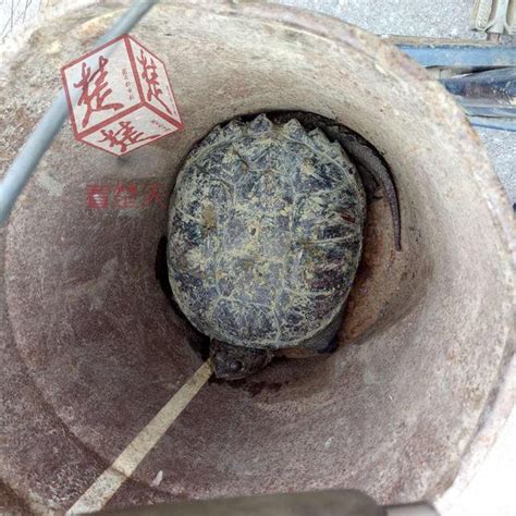 这种龟，号称“牢底坐穿龟”！可他还是偷偷养了，然后……-中国网