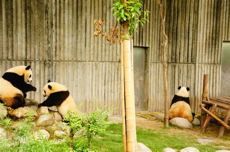 2023成都大熊猫繁育研究基地游玩攻略,终于找到地方了，好多熊猫，...【去哪儿攻略】