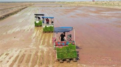 袁隆平团队在内蒙试种1000亩海水稻