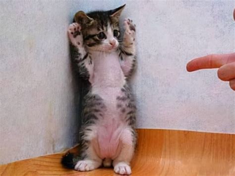 致扔猫人：你扔的不是猫，而是自己的良心！