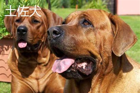 斗狗品种大全，分别介绍比特犬、土佐犬和杜高犬 - 农敢网