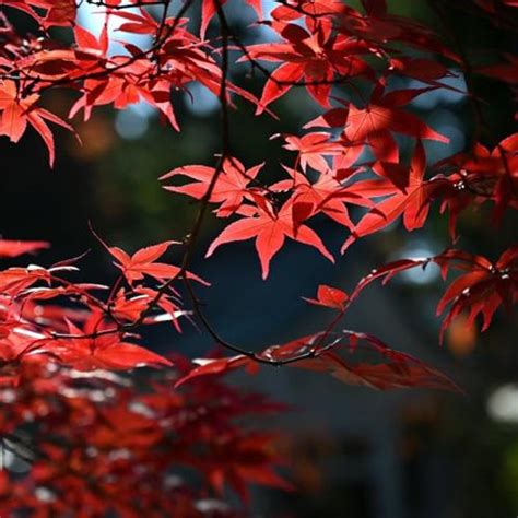 漂亮的红枫叶微信头像，秋季嫣红的枫叶图片-唯美头像