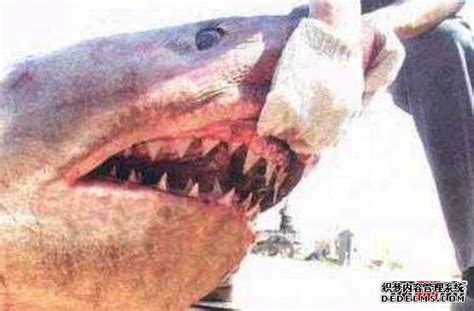 地球上是最大的食肉动物，古噬人鲨吃人图片(21米/103吨)-小狼观天下