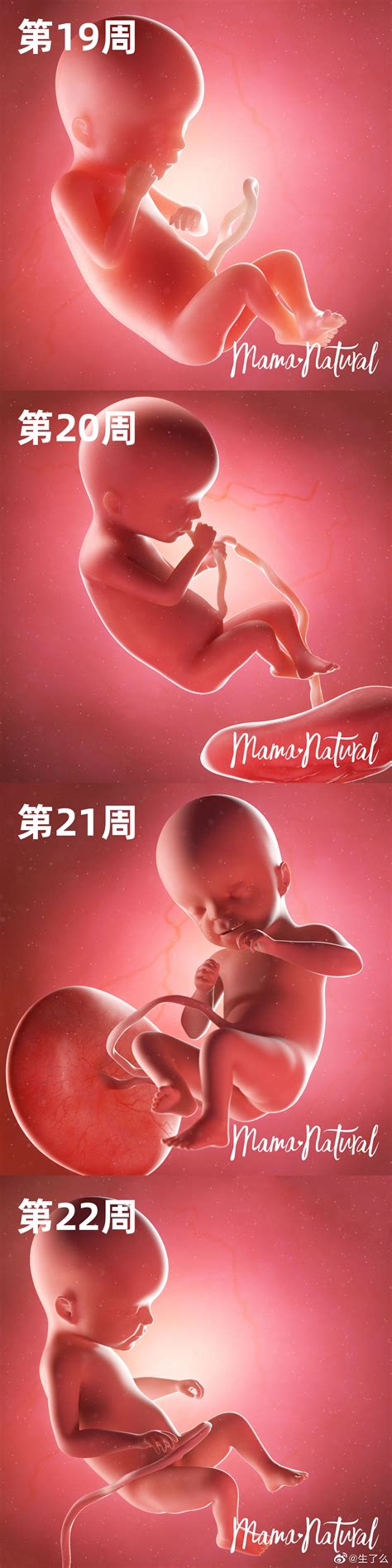 胎儿宝宝在肚子里每周的大小