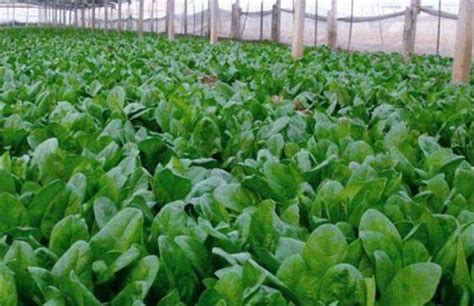 新民晚报：“最好吃”的菠菜全部采用机械化栽种