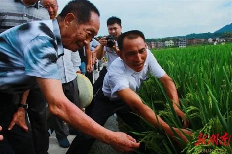 “超级农民”王化永的深情回忆：袁院士教我种超级稻 - 要闻 - 湖南在线 - 华声在线