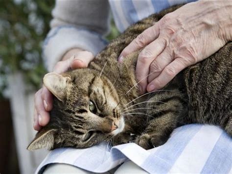 猫死了为什么不能埋，猫有九条命埋了会复活