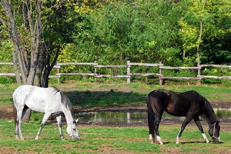 带白马和黑马的农场现场高清图片下载-正版图片320789492-摄图网