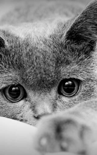 一只黑白相间的家养短发猫坐着高清图片下载-正版图片502607984-摄图网