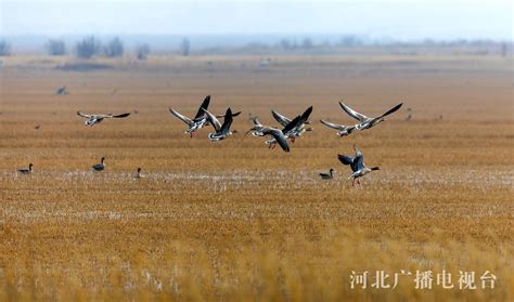 美丽河北 | 3000余只候鸟飞抵沧州海兴湿地