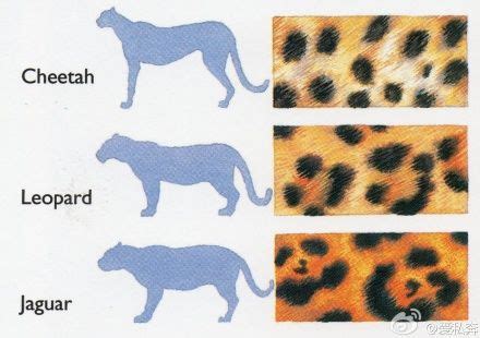 盘点世界豹子的种类：波斯豹体型最大 - 520常识网