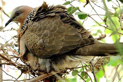 在我国，野生斑鸠几乎随处可见，但为什么斑鸠巢穴却很少见？_鸟类_喜鹊_鸟巢