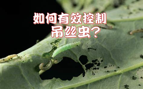 吊丝虫图片