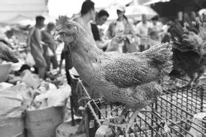 优质鸡改良生产研讨会海口召开 禽流感不影响海南活鸡供港-新闻中心-南海网